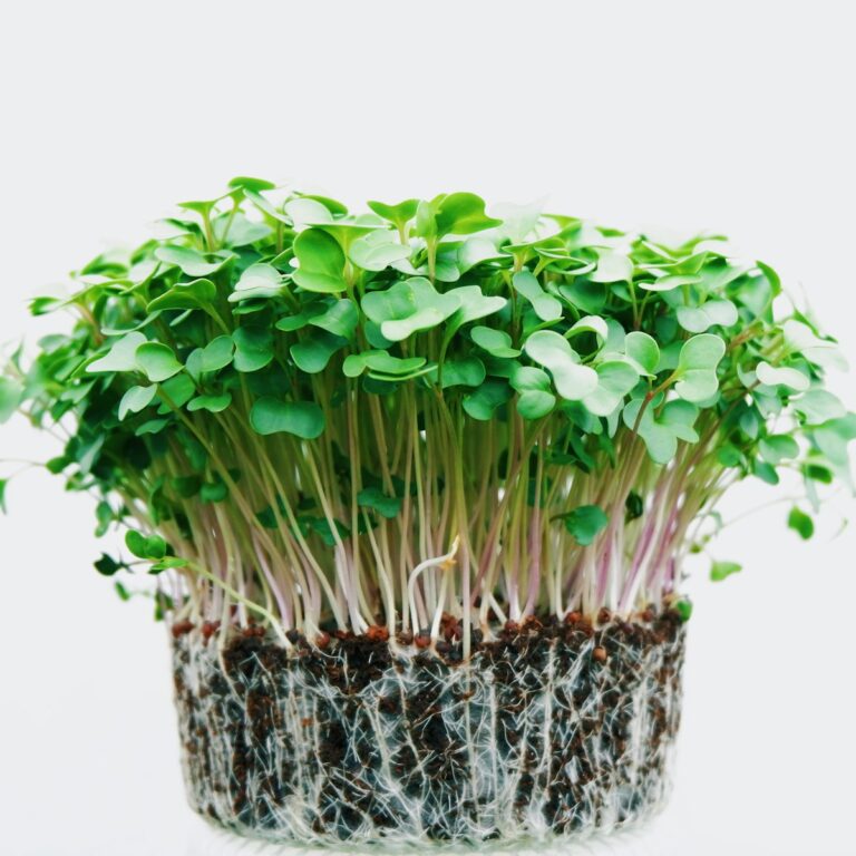 Broccoli microgreens