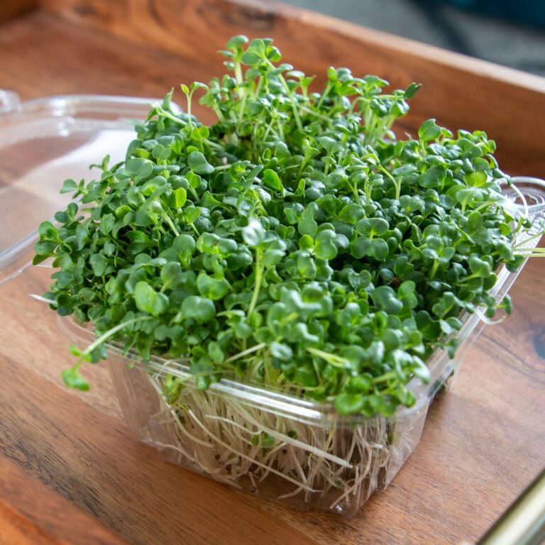 Chef's mix of microgreens