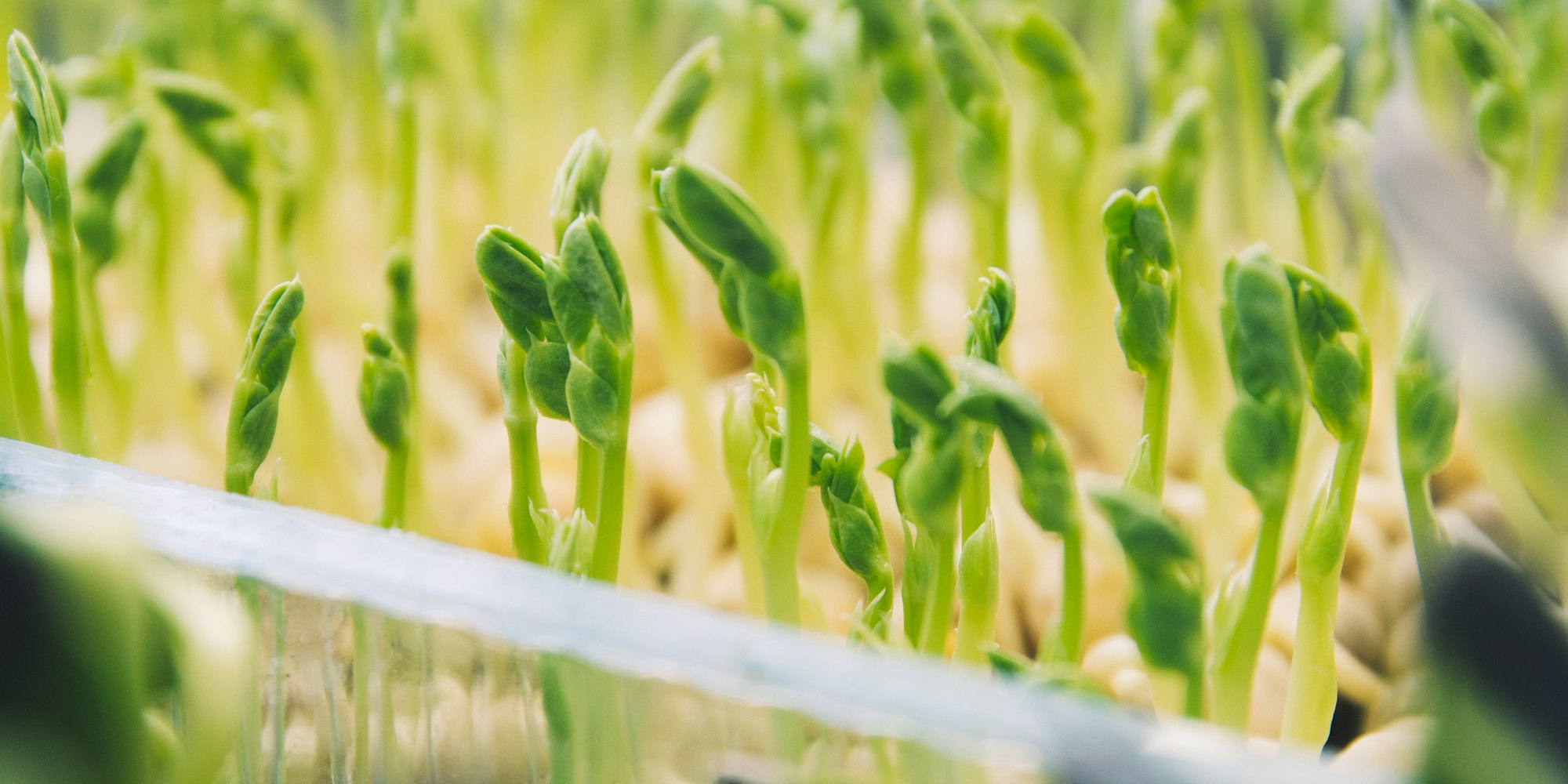 Pea shoots growing under light