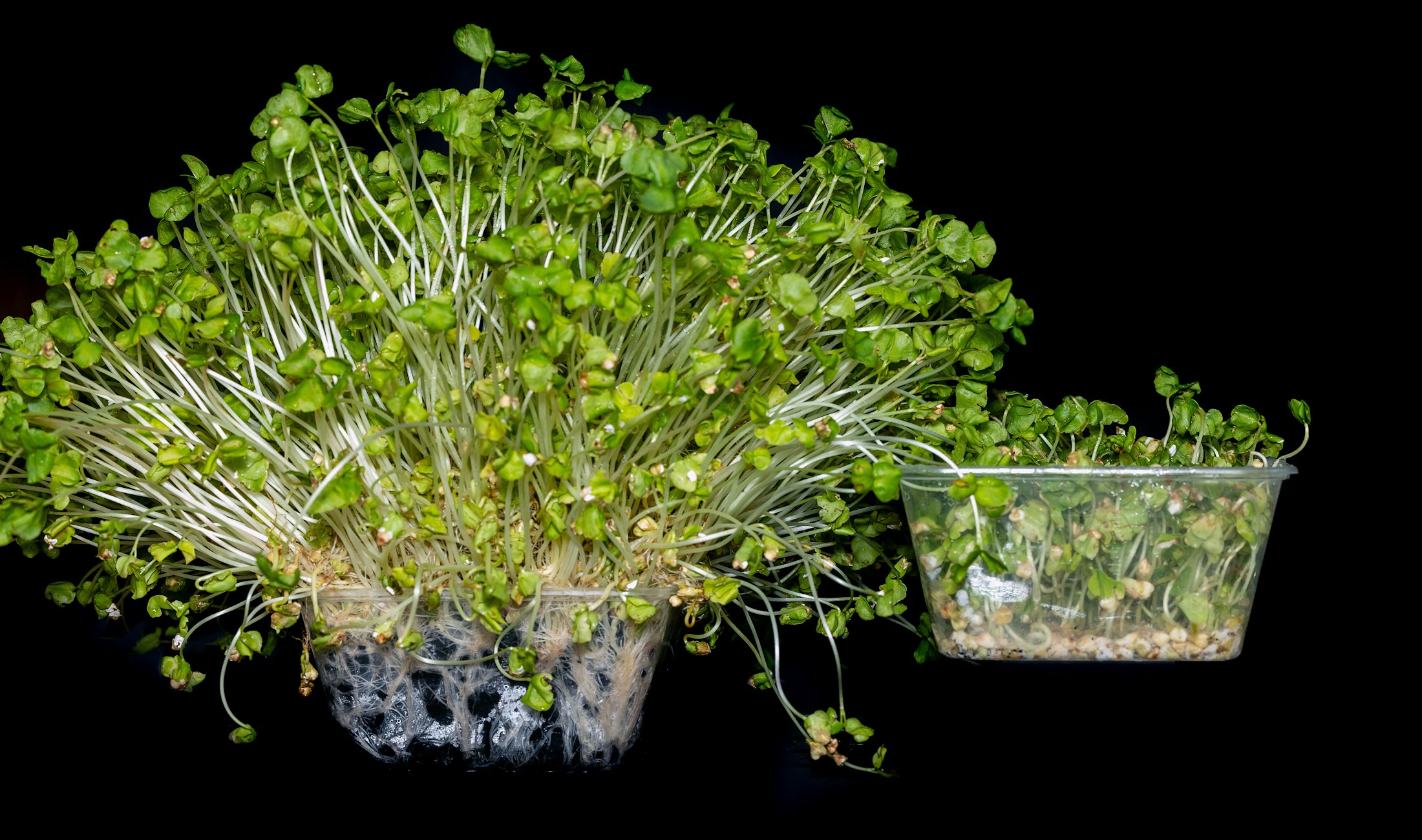 Sunflower and pea microgreens in a growing tray
