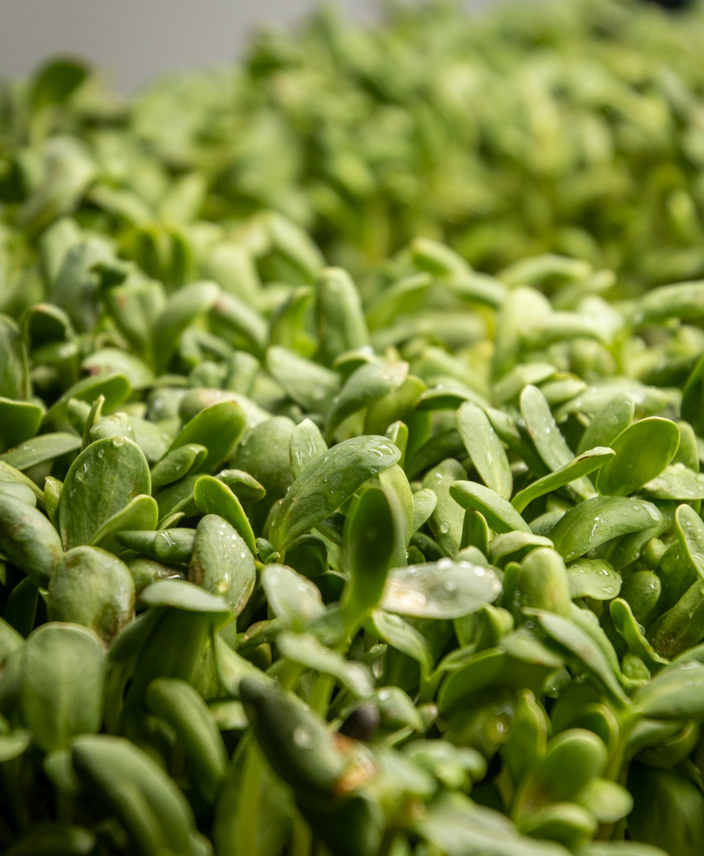Close-up of sunflower microgreens