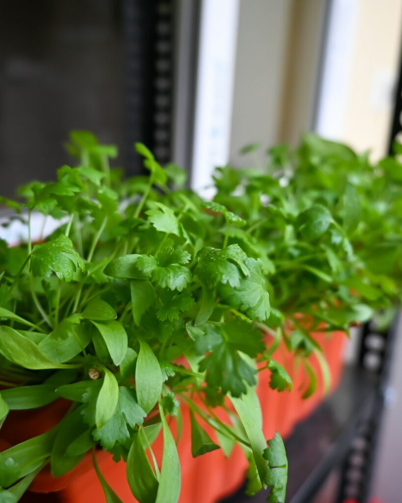 Smart Indoor Garden IGS-20