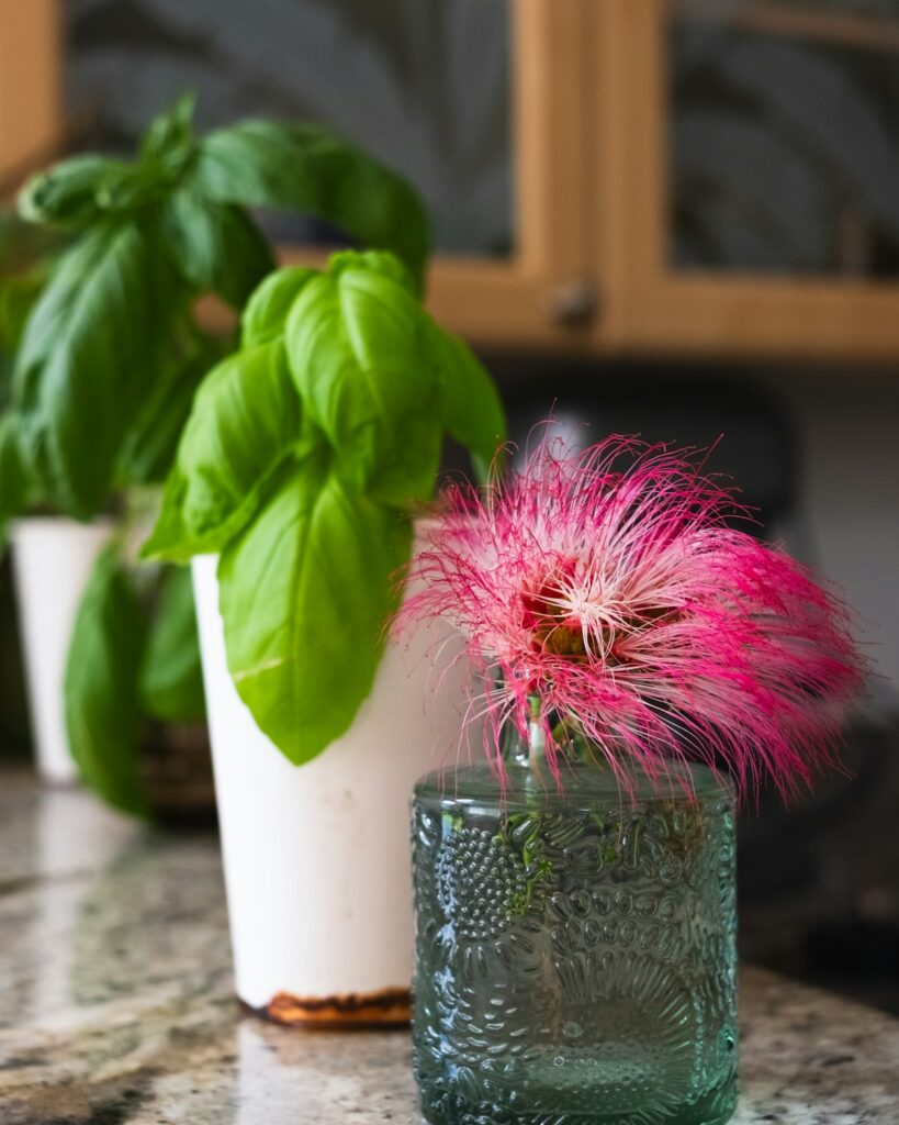 Mini Smart Garden, 4 Pods