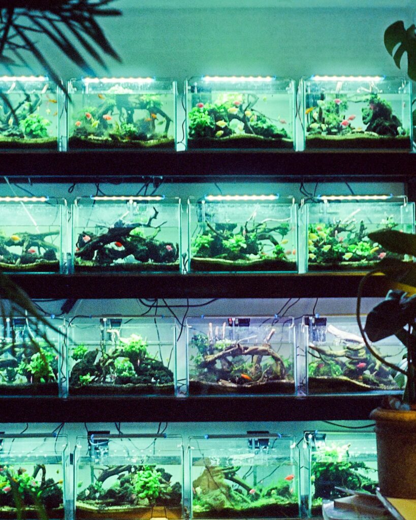 Home Sprout Rack with Dense Trays