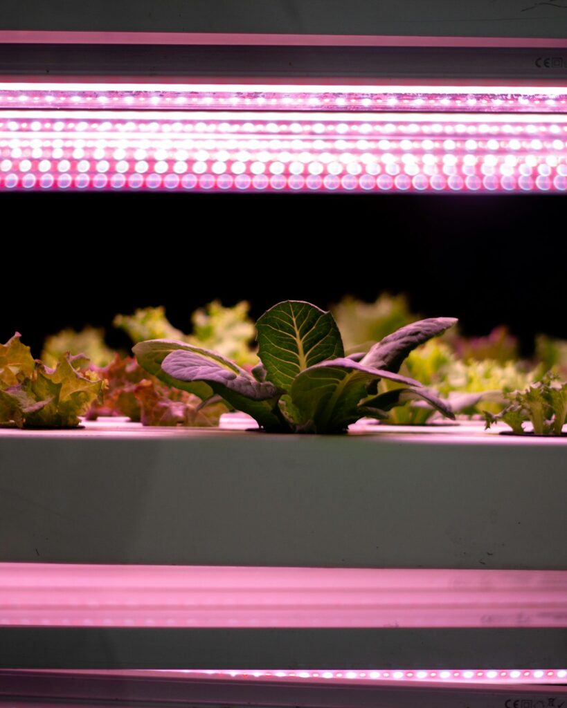 Multi-Tier LED Grow Rack