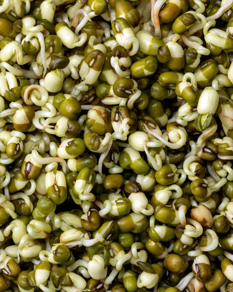 Sprouting Seed Mix: Sunflower, Radish & Cat Grass