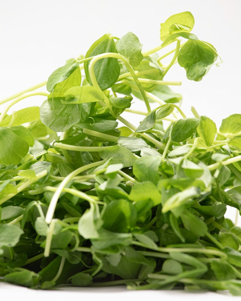 Pea Shoot Seeds