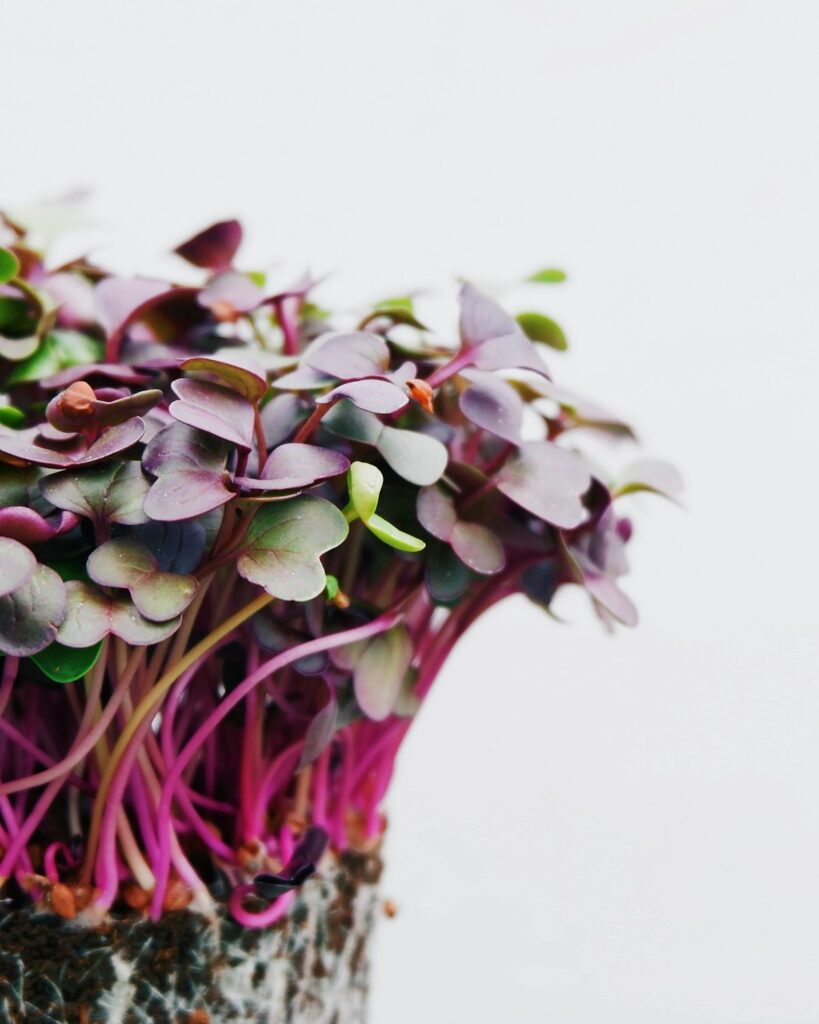 Purple Radish Microgreen Seeds