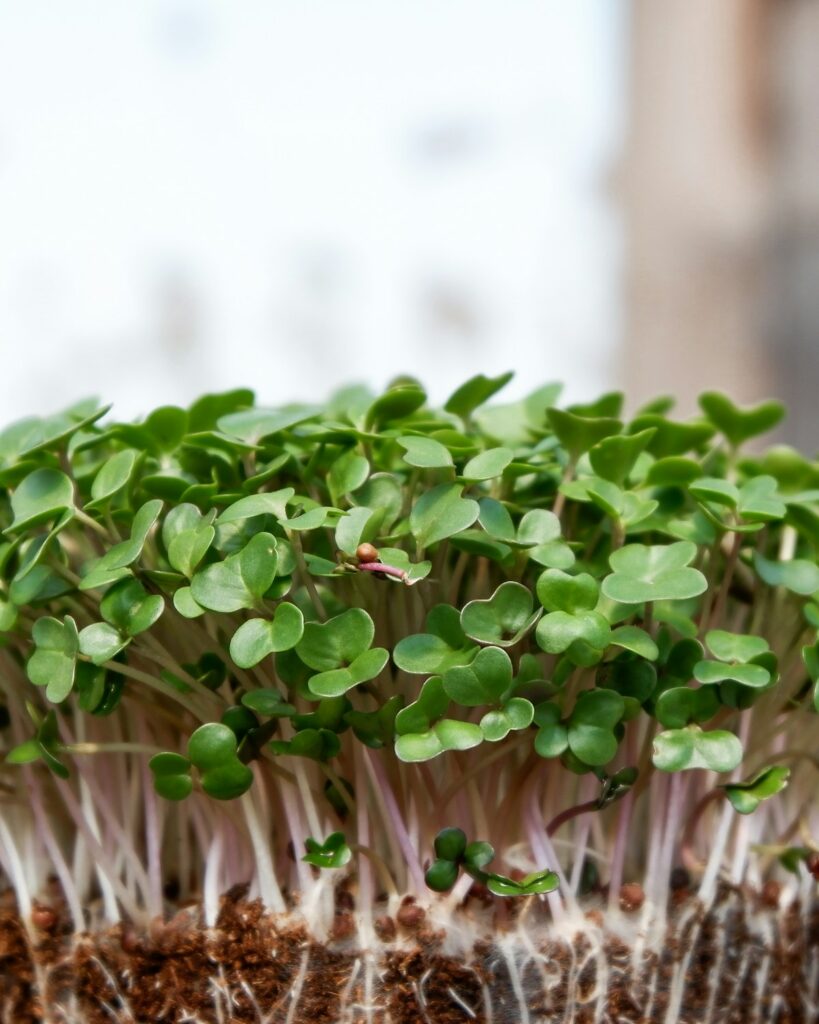 Radish Microgreen Seeds