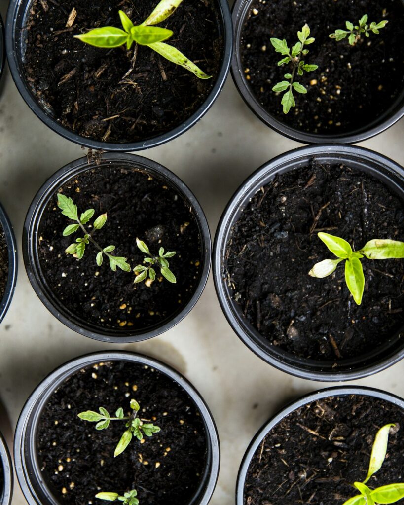 Flat Growing Trays, Pack of 10