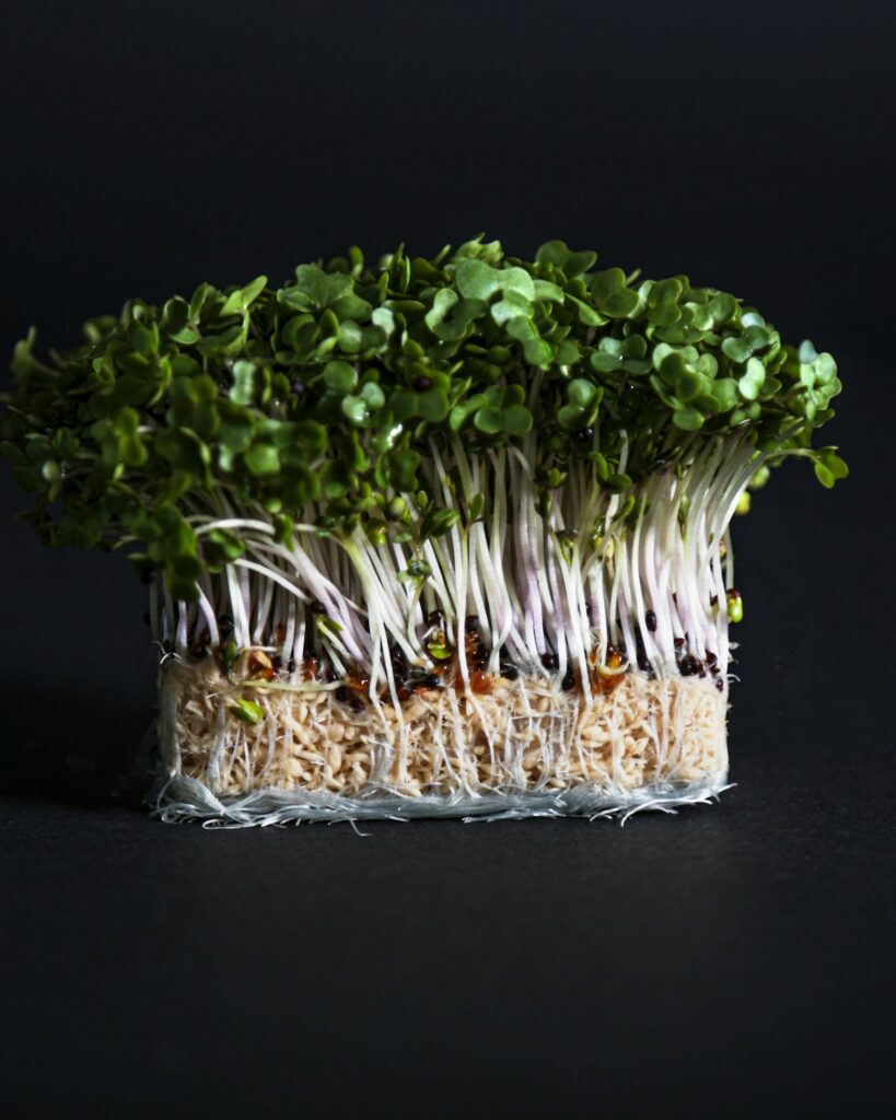 Home Sprouting Tray