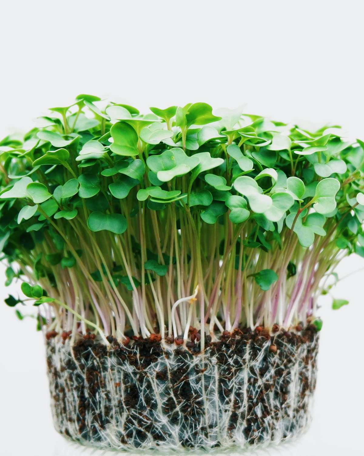 Microgreen Sprout Trays, Pack of 5