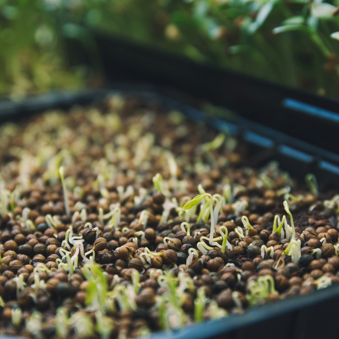 A tray of fresh microgreens