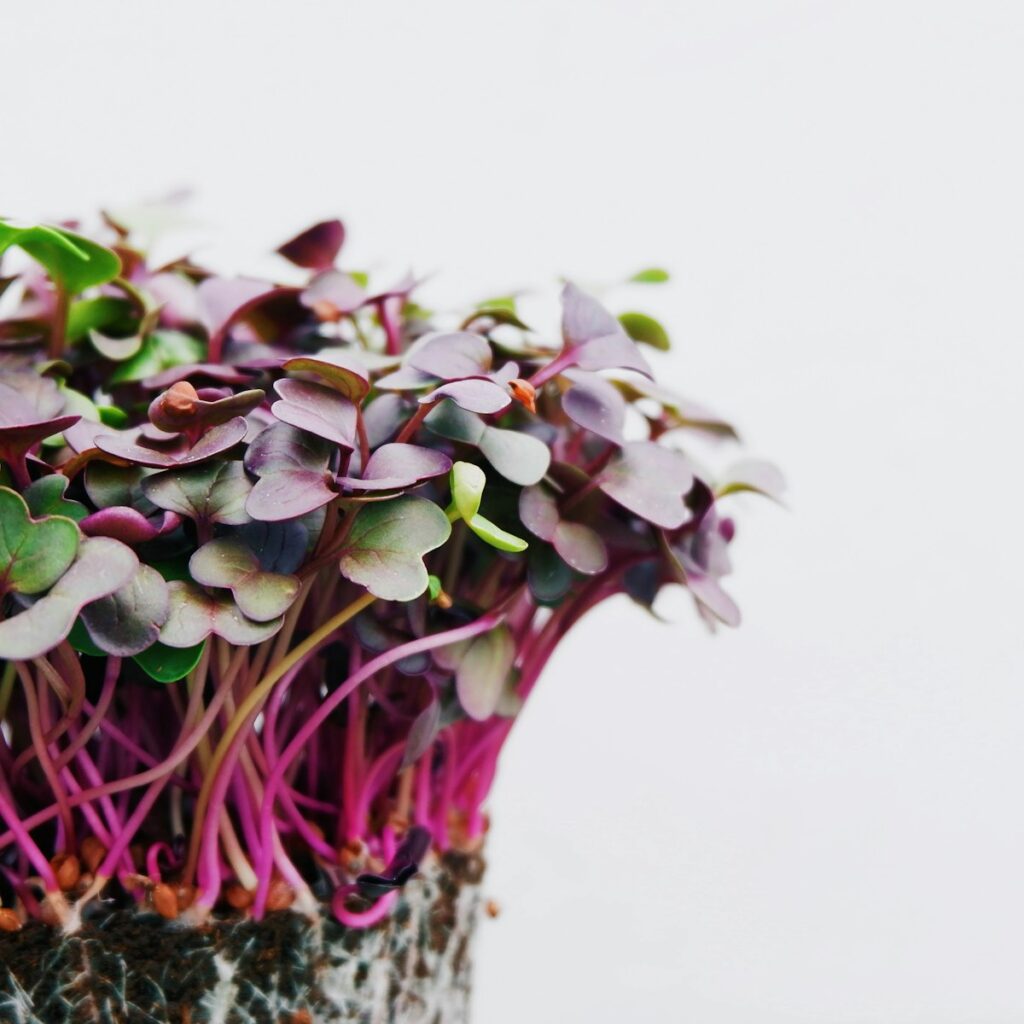 purple radish microgreens