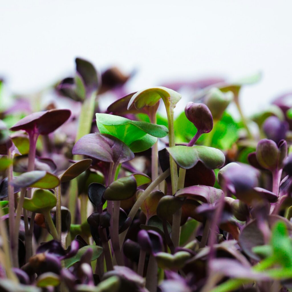 red amaranth microgreens