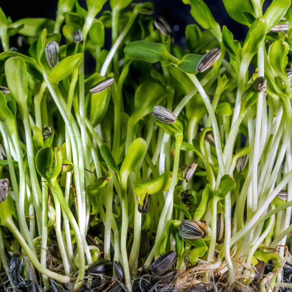 sunflower microgreens